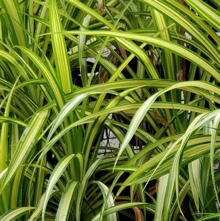 May Flowers Horticulture Installation 108